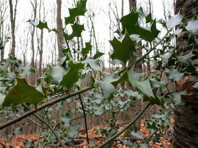 Europäische Stechpalme (Ilex aquifolium) im Dianenhain in Saarbrücken