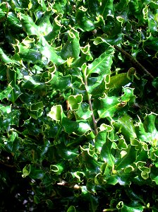 Contorted Hedgehog Holly (Ilex aquifolium 'Ferox'), Eglinton, Irvine, Ayrshire, Scotland. photo