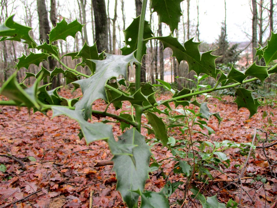 Europäische Stechpalme (Ilex aquifolium) im Wald nahe der Bergehalde Lydia in Fischbach-Camphausen