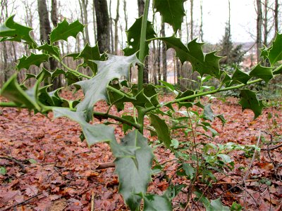Europäische Stechpalme (Ilex aquifolium) im Wald nahe der Bergehalde Lydia in Fischbach-Camphausen photo