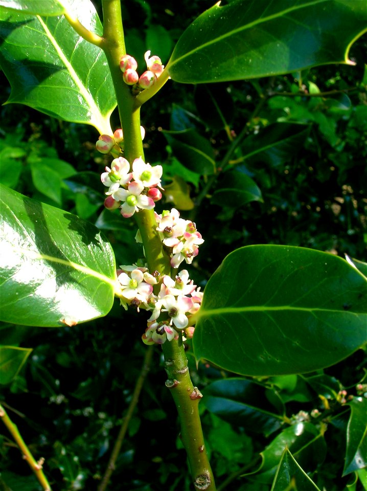 Ilex aquifolium in flower. May 2010. Dalgarven, North Ayrshire, Scotland.