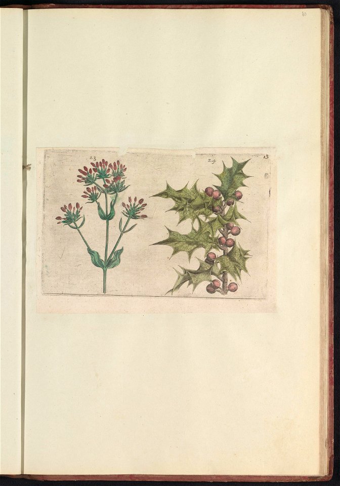 IdentificatieTitel(s): Duizendguldenkruid (Centaurium erythraea) en hulst (Ilex aquifolium)Objecttype: prent Serienummer: 23-24/60Objectnummer: RP-T-BR-2017-1-12-80Omschrijving: Duizendguldenkruid en 