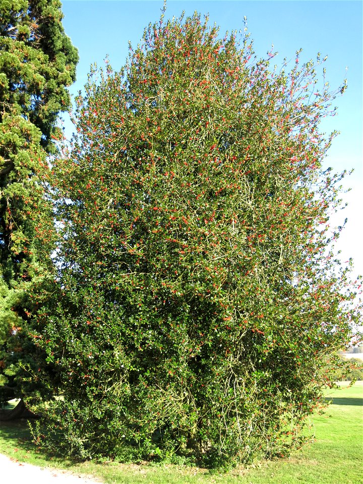 Holly in the park of the castle of Rentilly (Seine-et-Marne, France).