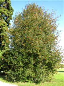 Holly in the park of the castle of Rentilly (Seine-et-Marne, France).