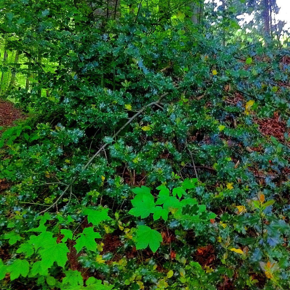 Ilex aquifolium in the forest above Dietikon, Switzerland
