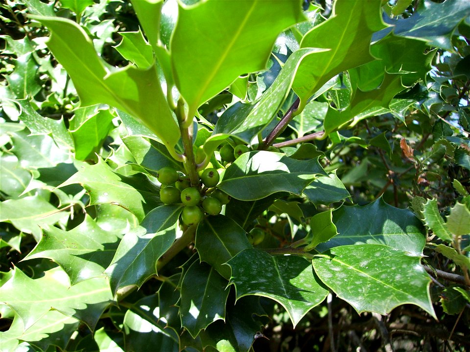 Image:Ilex aquifolium,Grèvol_29_i_30_juliol_06_011.jpg
Ilex aquifolium

Inmature fruits in july of Ilex aquifolium (grèvol) at Castelltallat, Catalonia