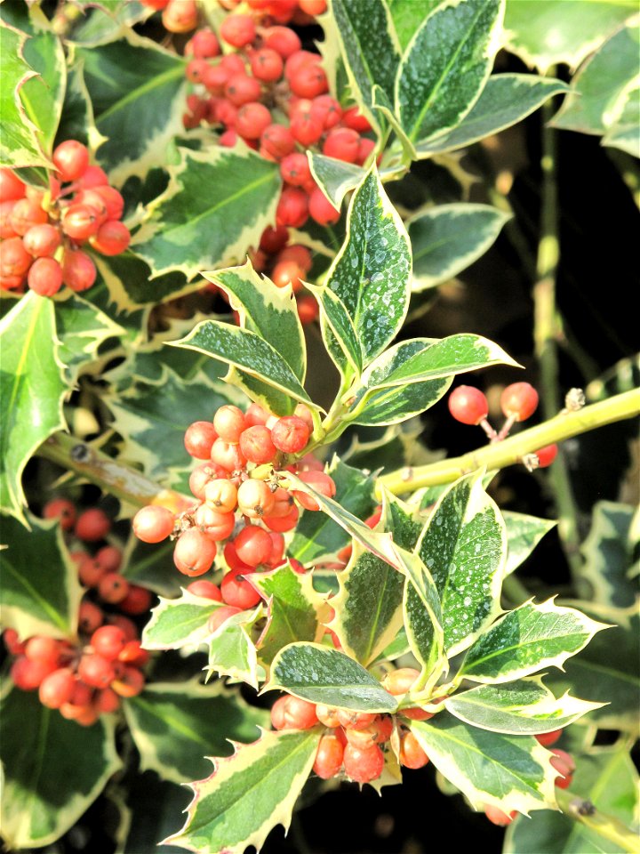Ilex aquifolium in the Jardin des Plantes in Paris.