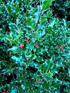European holly (Ilex aquifolium)