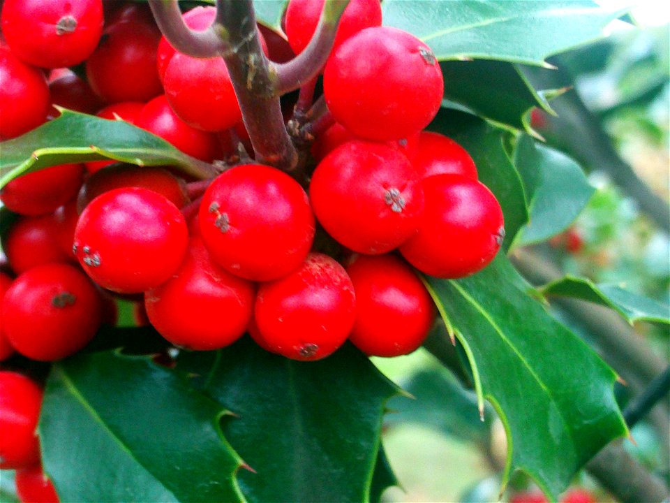 Ilex aquifolium fruits close up Dehesa Boyal de Puertollano, Spain