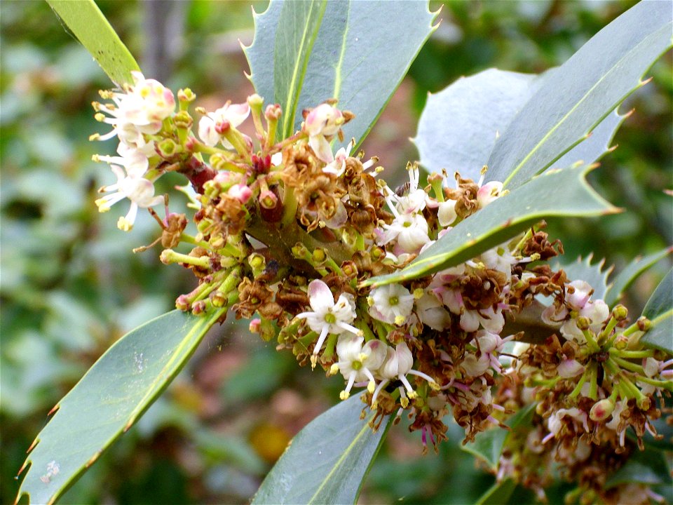 Ilex aquifolium flowers close up, Dehesa Boyal de Puertollano, Spain