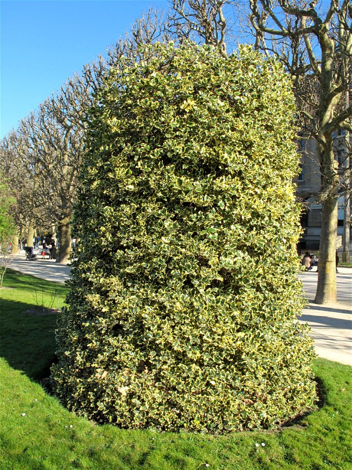 Ilex aquifolium aureomarginata in the Jardin des Plantes in Paris.
