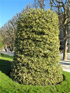 Ilex aquifolium aureomarginata in the Jardin des Plantes in Paris.