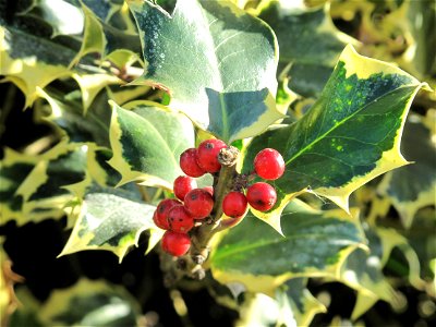 Ilex aquifolium aureomarginata in the Jardin des Plantes in Paris. photo