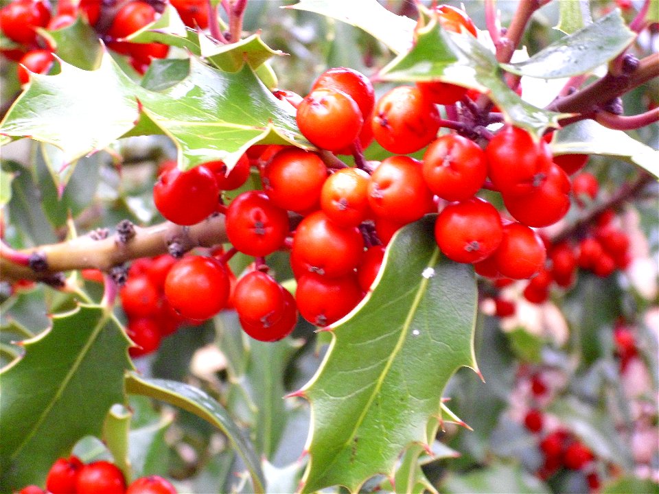Ilex aquifolium fruits close up in Dehesa Boyal de Puertollano, Spain