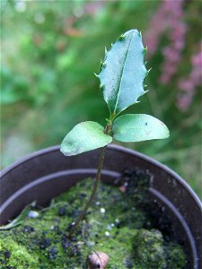 Ilex aquifolium seedling. photo