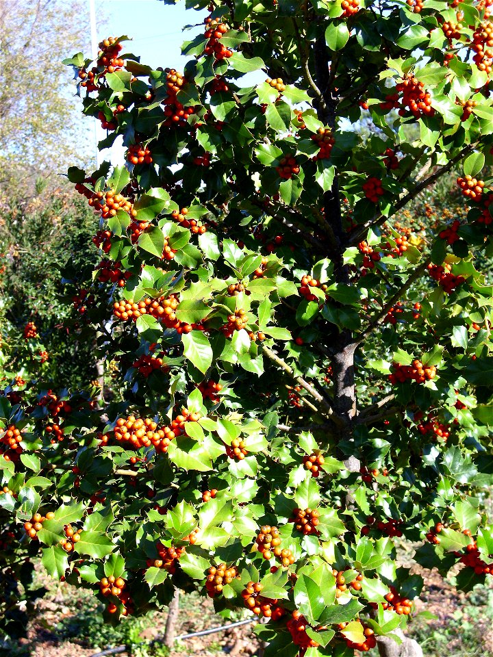 Ilex aquifolium habit Dehesa Boyal de Puertollano, Spain