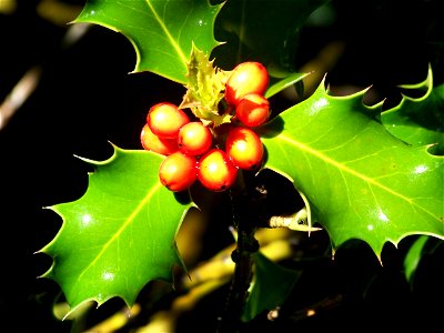 Acebo (Ilex aquifolium) con sus frutos rojos photo