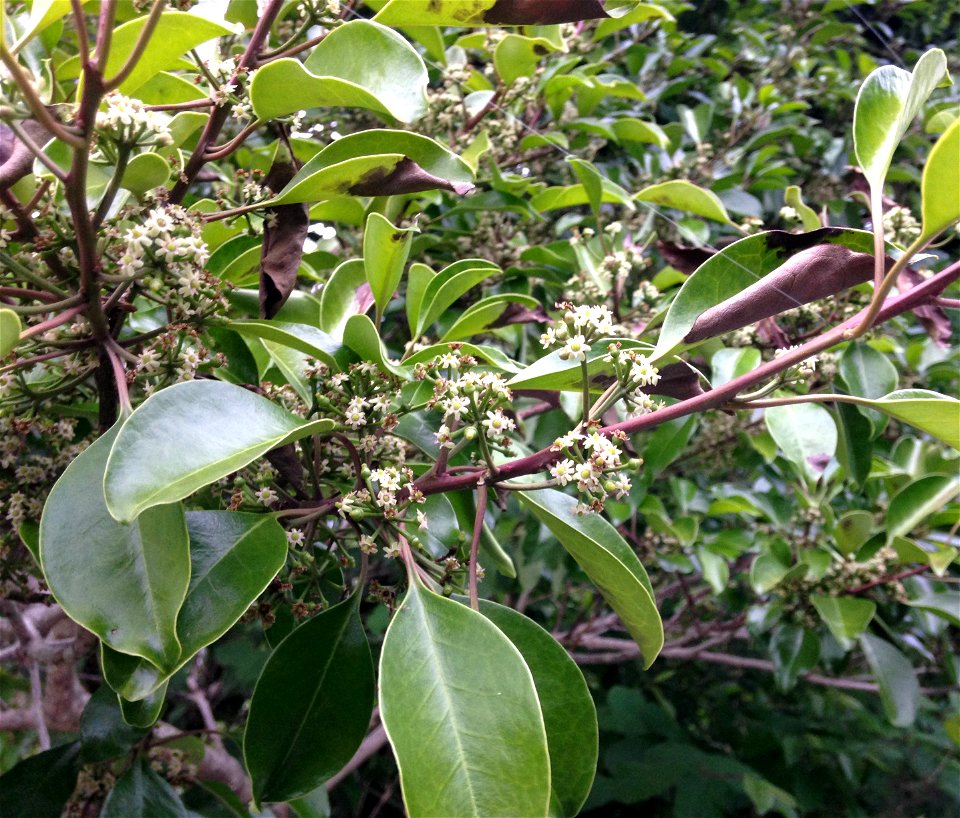 Ilex rotunda, near the vicinity of Nintoku Temple, at the base of the summit of Mount Ikoma. Higashiōsaka, Osaka, Japan.