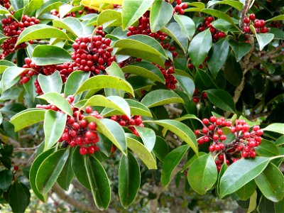 Ümar iileks (Ilex rotunda), pildistatud oktoobri lõpus 2008. aastal Jeju saarel Koreas.