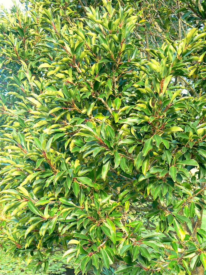 Ilex mitis (Cape Holly) - foliage