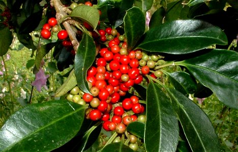 The fruits of the Cape Holly tree. Ilex mitis. South Africa. photo