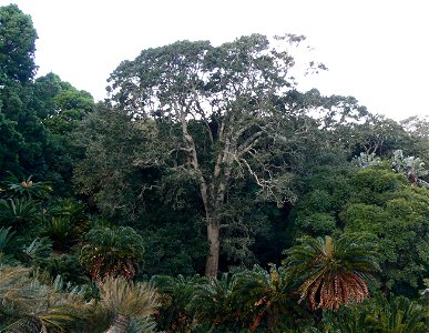 Ilex mitis tree - Cape Town. photo