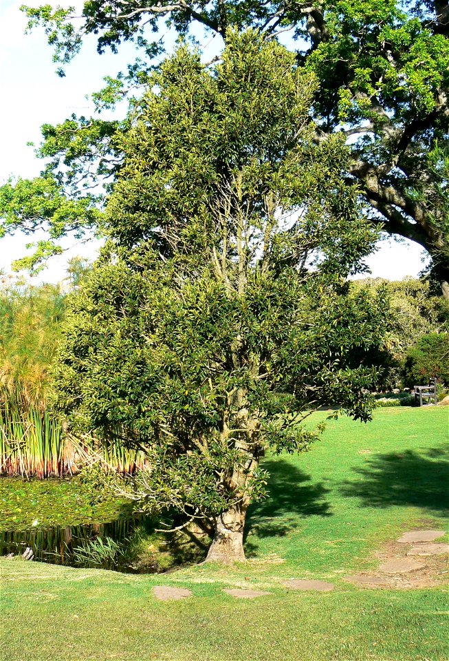Ilex mitis tree - Cape Town