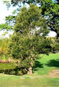 Ilex mitis tree - Cape Town