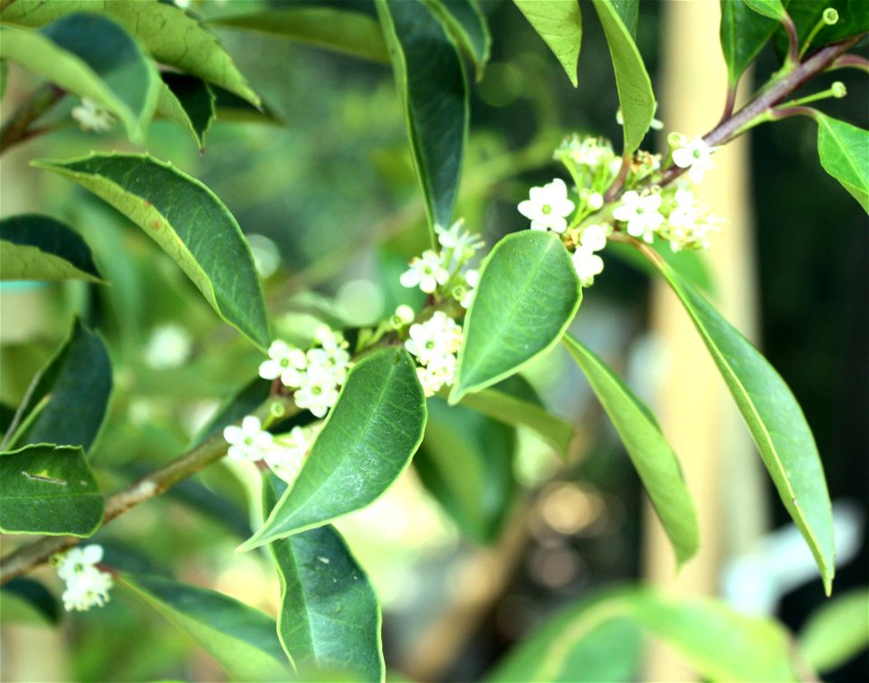 The tiny blossoms of the Cape Holly or Ilex mitis.