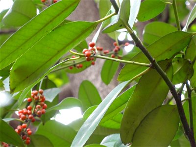タラヨウ[多羅葉][Ilex latifolia]-実01