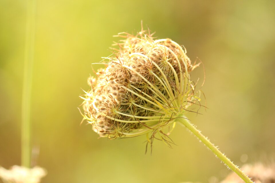 Plants nature botany