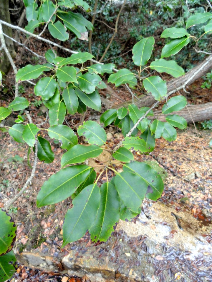 Botanical specimen in the Miyajima Natural Botanical Garden, Hatsukaichi, Hiroshima, Japan.