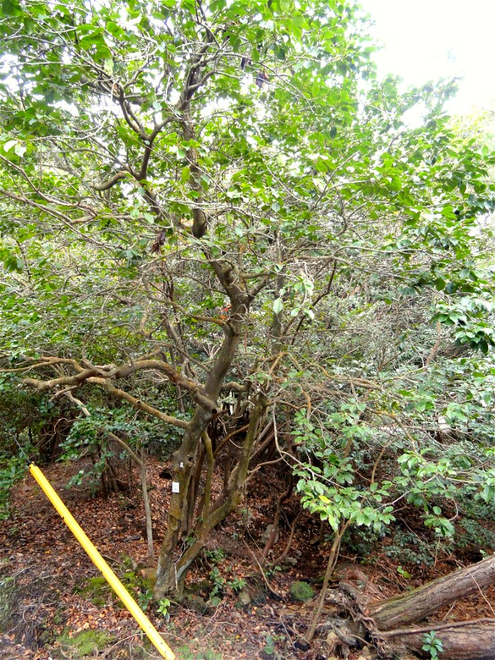 Botanical specimen in the Miyajima Natural Botanical Garden, Hatsukaichi, Hiroshima, Japan.
