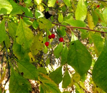 Ilex longipesa, edge of oak-hickory woods at Meriwether Lewis Park, Lewis County, Tennessee.