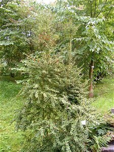 Lumbar plant ilex pernyi