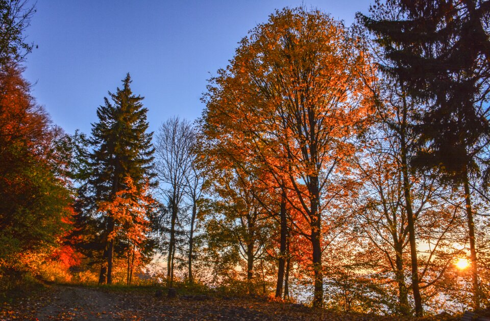 Tree colorful season