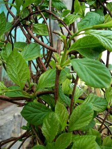 Schisandra chinensis (Leaves and buds)