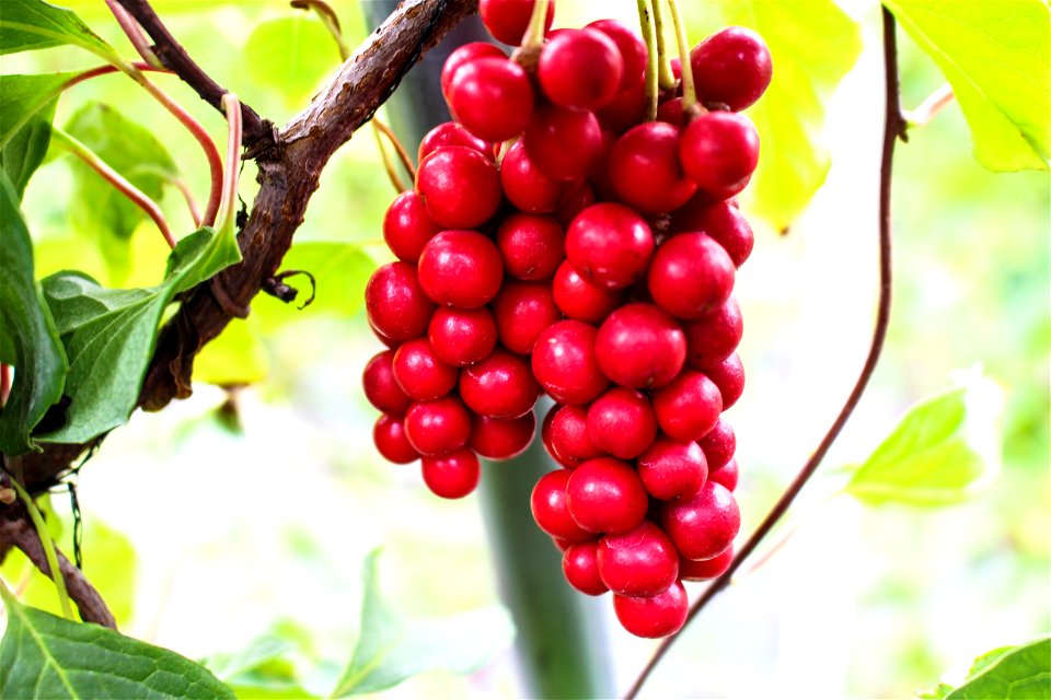 Omija (magnolia berries)