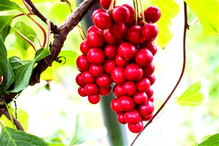 Omija (magnolia berries)