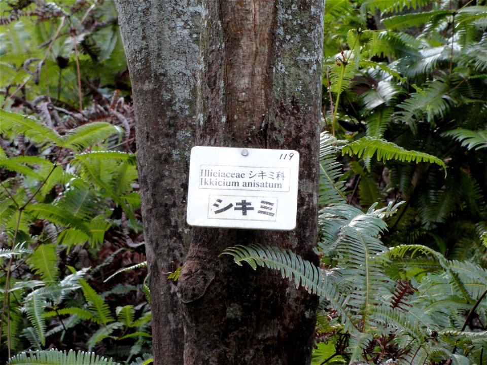 Botanical specimen in the Miyajima Natural Botanical Garden, Hatsukaichi, Hiroshima, Japan.