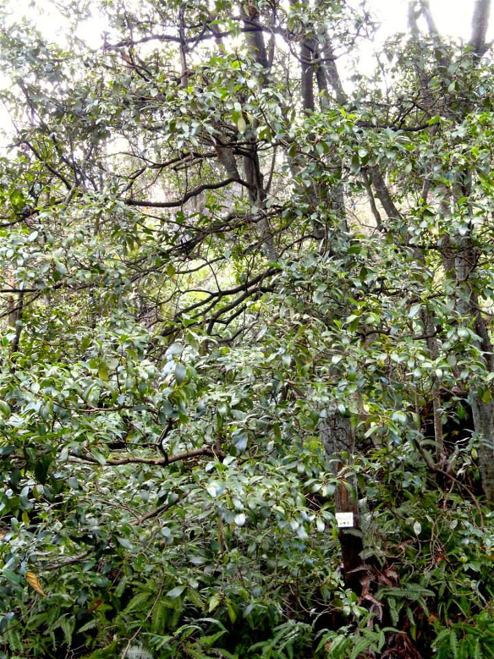 Botanical specimen in the Miyajima Natural Botanical Garden, Hatsukaichi, Hiroshima, Japan.