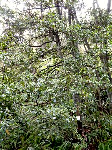 Botanical specimen in the Miyajima Natural Botanical Garden, Hatsukaichi, Hiroshima, Japan.