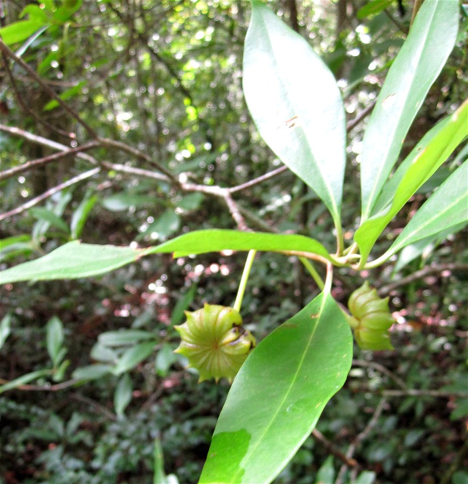 Illicium floridanum, also called Florida anise, star anise, purple anise, or stink-bush, with several star-shaped fruit; Gadsden County FL, USA; 18 July 2010.