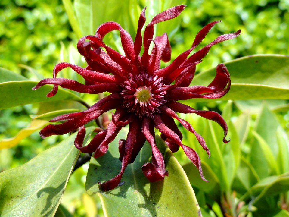 Illicium floridanum. Botanical specimen on Isola Madre (Stresa), Lake Maggiore, Italy.