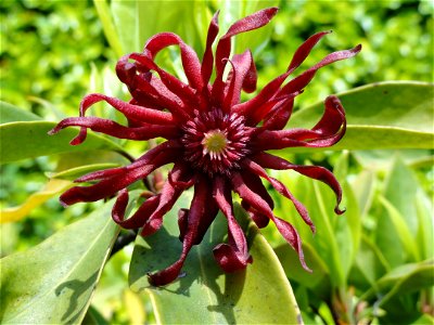 Illicium floridanum. Botanical specimen on Isola Madre (Stresa), Lake Maggiore, Italy.