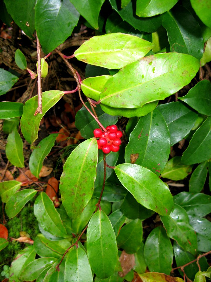 Kadsura japonica,  Aizu Matsudaira's Royal Garden, Fukushima pref., Japan
