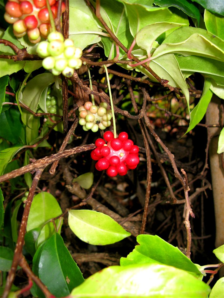 Kadsura japonica,  Aizu Matsudaira's Royal Garden, Fukushima pref., Japan