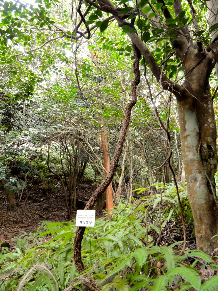Botanical specimen in the Miyajima Natural Botanical Garden, Hatsukaichi, Hiroshima, Japan.