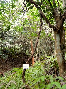 Botanical specimen in the Miyajima Natural Botanical Garden, Hatsukaichi, Hiroshima, Japan. photo