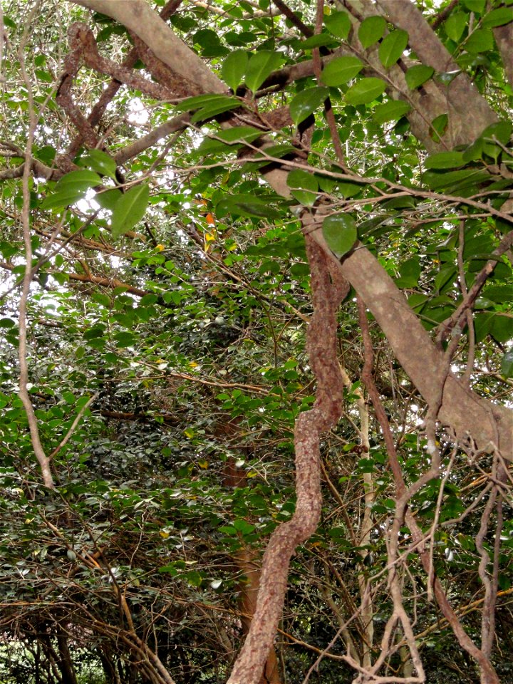 Botanical specimen in the Miyajima Natural Botanical Garden, Hatsukaichi, Hiroshima, Japan.